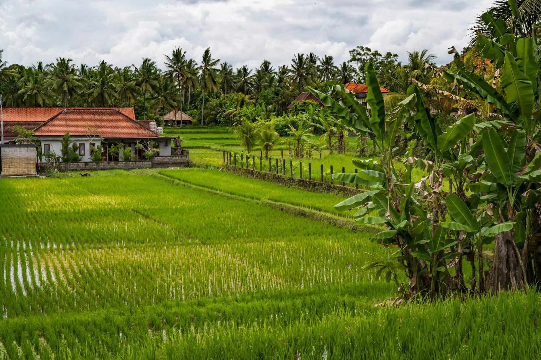 Ubud Rice Paddies Peaceful Ubud rice paddies ideal for yoga The Best Yoga Retreats in Bali