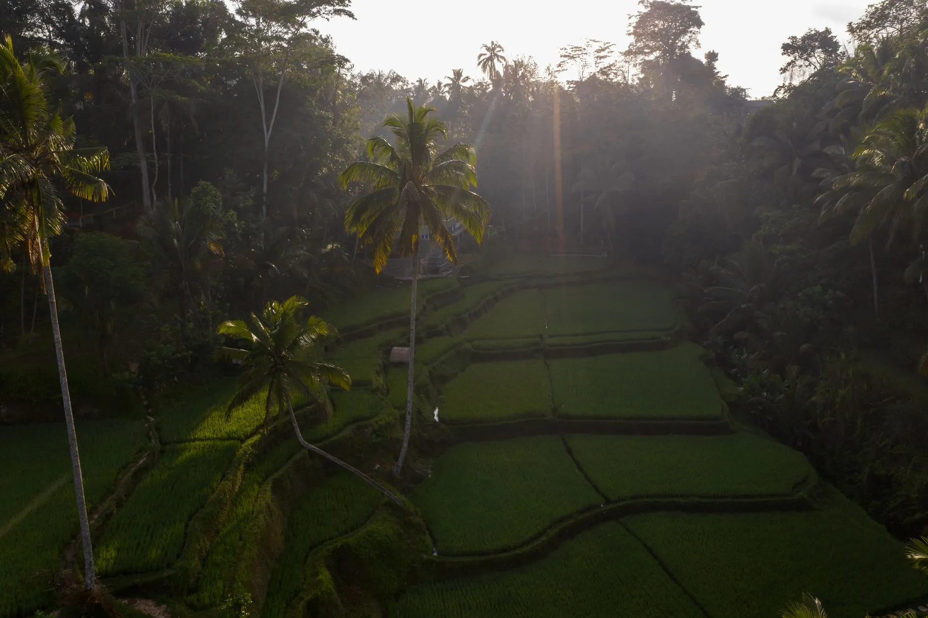 Deltagare vandrar genom frodiga risfält på Bali